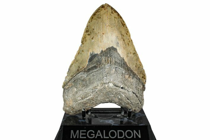Serrated, Fossil Megalodon Tooth - North Carolina #338592